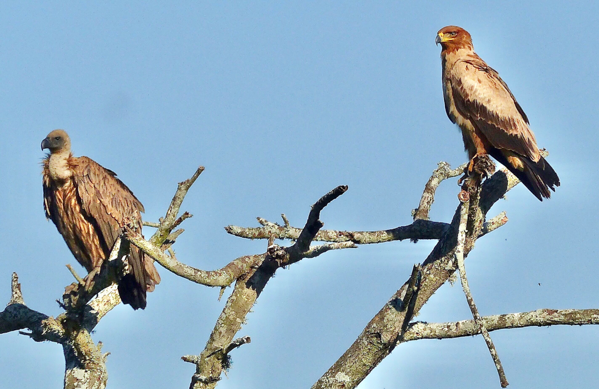 White necked Vulture and Tawney Eagle
